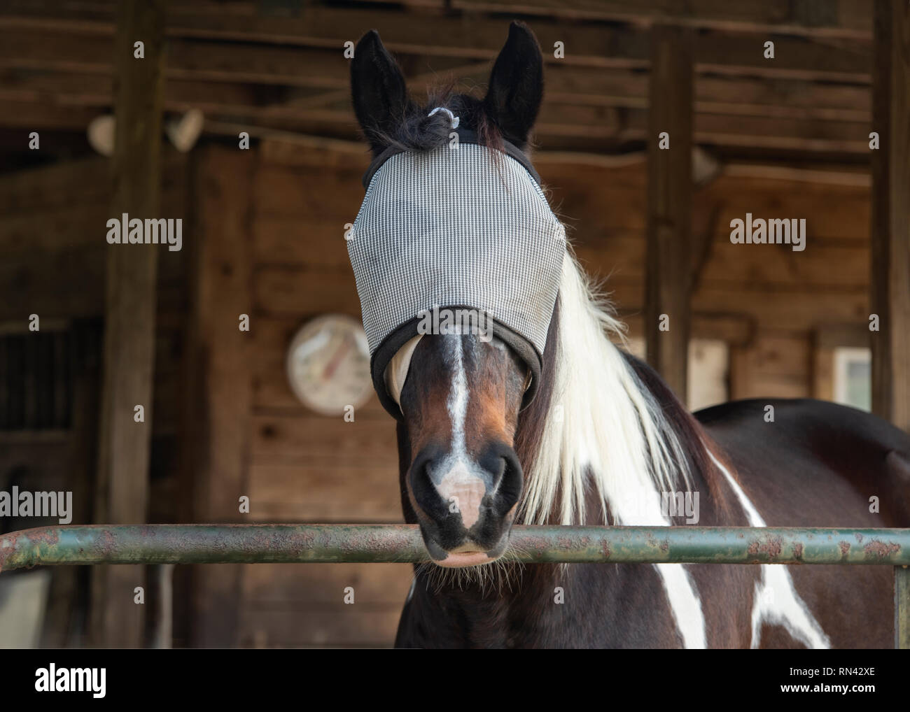 Paint Horse mit Gesichtsmaske an Kamera schaut. Sehr aufmerksam. Die Ohren nach vorne Stockfoto