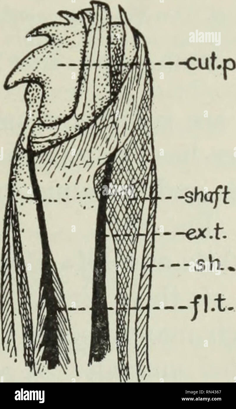 . Tierische Schädlinge und Krankheiten. Parasiten; Medizinische Parasitologie ; Insekten als Überträger von Krankheiten. Abb. 150. Kopf oder mittelfußkopf von tick; Hyp., hypostome; chel., chelicera; Pal., palpus; bas. s., basal Stück. (Teilweise nach Banken.) Abb. 151. Tipp von chelicera ein Tick, viel vergrößert; schneiden. s., artikuliert Schneiden teil, Welle, Welle; Sh., Mantel; Fl. t., Sehne von flexor Muskel; Ex.t., Sehne von extensor Muskel. (Nach Nuttall, Cooper und Robinson.). Bitte beachten Sie, dass diese Bilder aus gescannten Seite Bilder, die digital für die Lesbarkeit verbessert haben mögen - Färbung und appea extrahiert werden Stockfoto