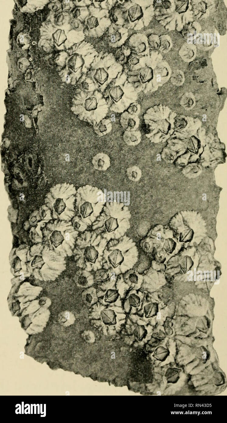 . Tiere des Meeres. Marine Tiere - Atlantikküste. &Amp; - Iff,^A?. Balanus balanoides Linne. Bitte beachten Sie, dass diese Bilder sind von der gescannten Seite Bilder, die digital für die Lesbarkeit verbessert haben mögen - Färbung und Aussehen dieser Abbildungen können nicht perfekt dem Original ähneln. extrahiert. Richards, Horace Gardiner, 1906 -. Boston, B. Humphries, Inc. Stockfoto