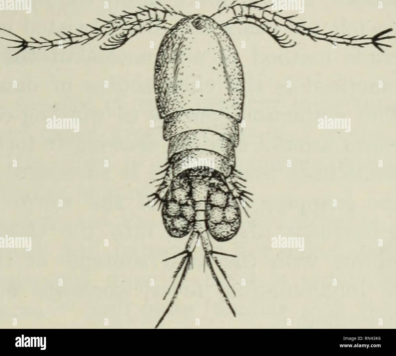 . Tierische Schädlinge und Krankheiten. Parasiten; Medizinische