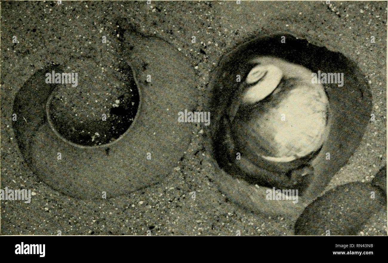 . Tiere des Meeres. Marine Tiere - Atlantikküste. Mollusca 173 verschiedenen Arten sind sehr schwierig zu bestimmen. Sie können von Odostomia unterschieden werden durch einen Schrägstrich auf der columella Falten (shell-Achse). Die häufigsten Arten sind in New Jersey T. conradi Bush und T. irderrupta Totten.. Abb. 29 Polinices duplicata Sagen Polinices duplicata Sagen (Natica duplicata Sagen) (Seeschnecke; Mond Schnecke Sand Kragen Schnecke) PLATTE XVIII. Abb. 11; Abb. 29. Eine große Schale (bis zu 3 cm Durchmesser) mit einem vergleichsweise flach Apex; durch eine dicke braune Kallus fast über den Bauchnabel geprägt. Usu - Ally Stockfoto