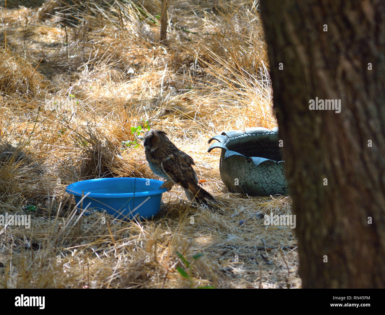 Langohreule besucht während der Trockenzeit eine Wasserschale, ASIO Otus. Sommertrockenheit, Wasser für Vögel. Stockfoto