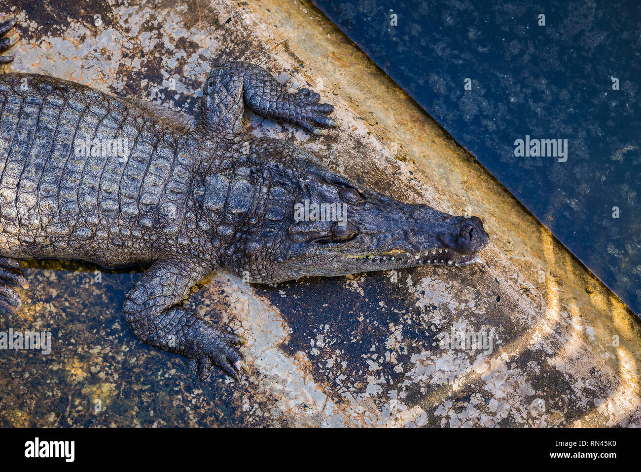 Krokodile im Pool auf einer Krokodilfarm close-up. Stockfoto