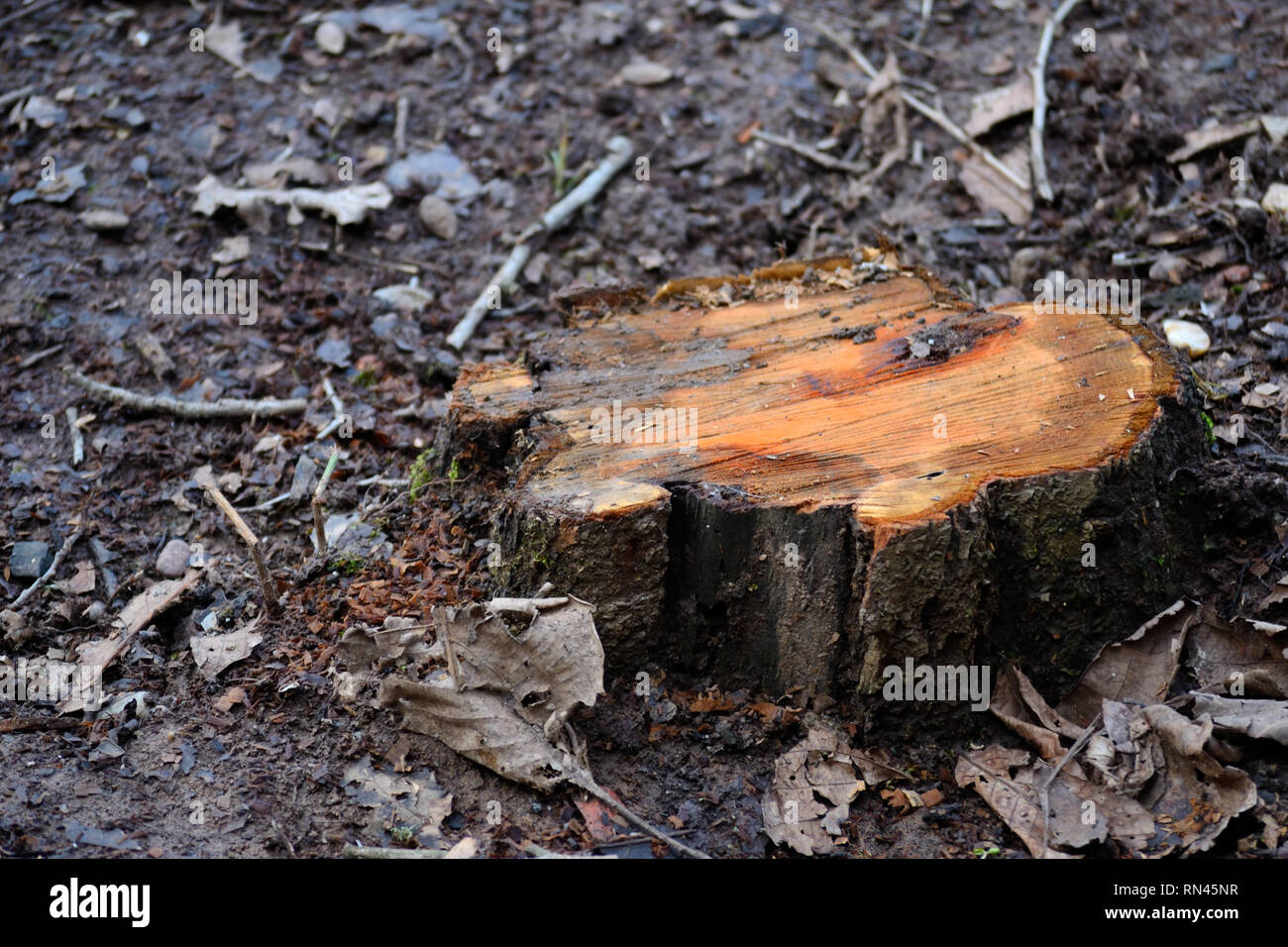 Einen frischen Schnitt unten Baumstumpf Pflaumenbaum Stockfoto
