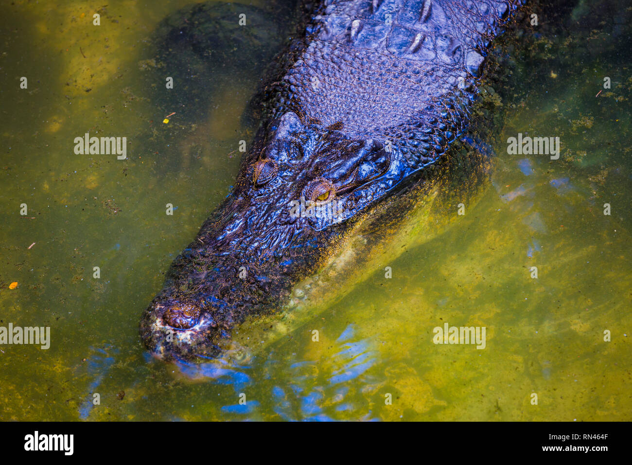 Krokodile im Pool auf einer Krokodilfarm close-up. Stockfoto