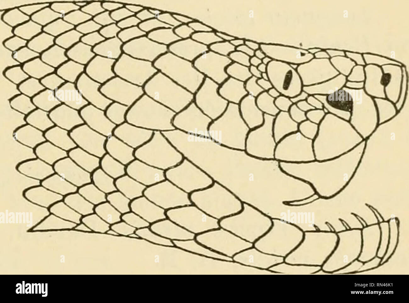 . ... Animaux et venimeux venins: la Funktion venimeuse Chez tous les Animaux; Les appareils venimeux; Les venins et leurs Propriétés; les Bewegun et usages Les venins; lénvenimation et son traitement. Giftige Tiere; Venom; Venom. Abbn. 155, 156. - Plaques céphaliques de Lachesis monticola. D'après G.-A. Boulenger. latérale de plus Petites; tête brun Noir de Dessus, Brun jaunâtre pâle ou sur les côtés avec un trait Brun sur les tempes; Parteien inférieures blan-châtres, poudrées tachées ou de Brun, les Haken brunes parfois Confluentes en Deux raies. Länge insgesamt: 74 cm. ; Queue, 4 Stockfoto