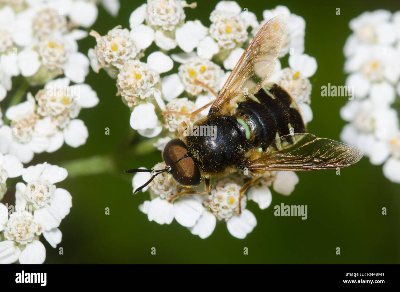 Soldat Fliegen, Stratiomys sp., auf Schafgarbe Achillea sp. Stockfoto