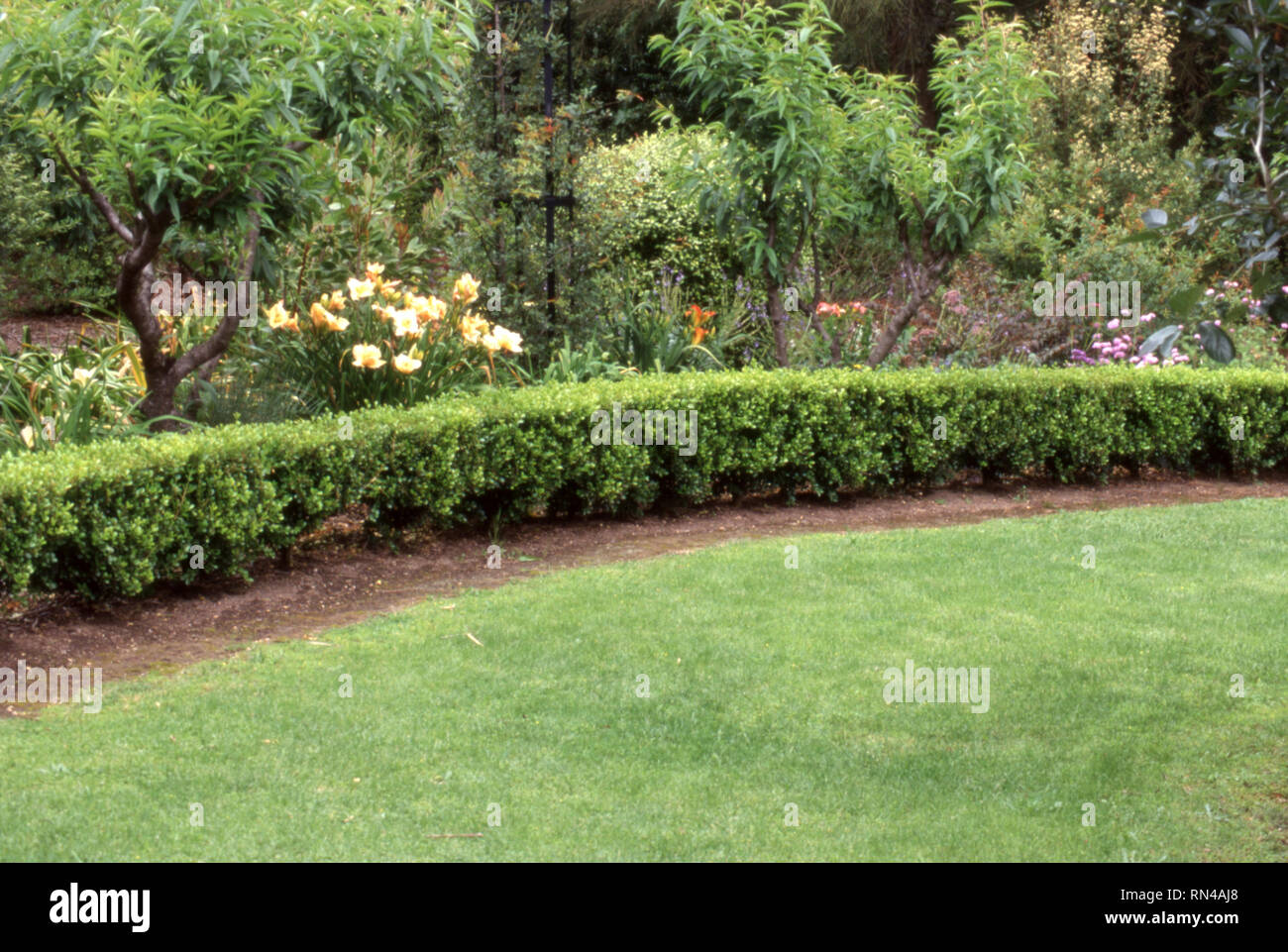 NEW SOUTH WALES GARTEN MIT ABSICHERUNG (BOX) UND TAGLILIEN ANGRENZENDEN RASENFLÄCHE, New South Wales, Australien. Stockfoto