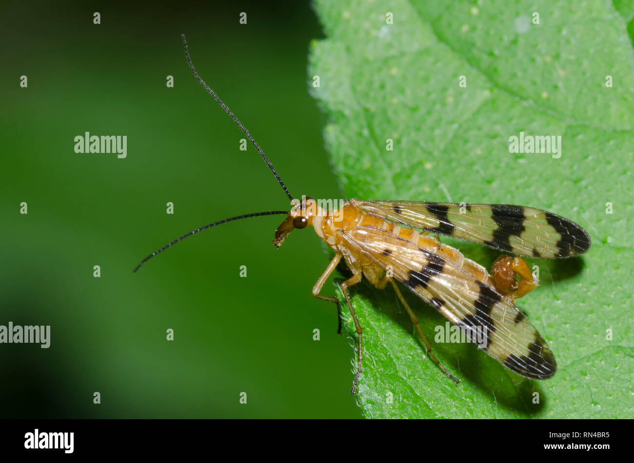 Gemeinsame Scorpionfly, Panorpa sp., männlich Stockfoto