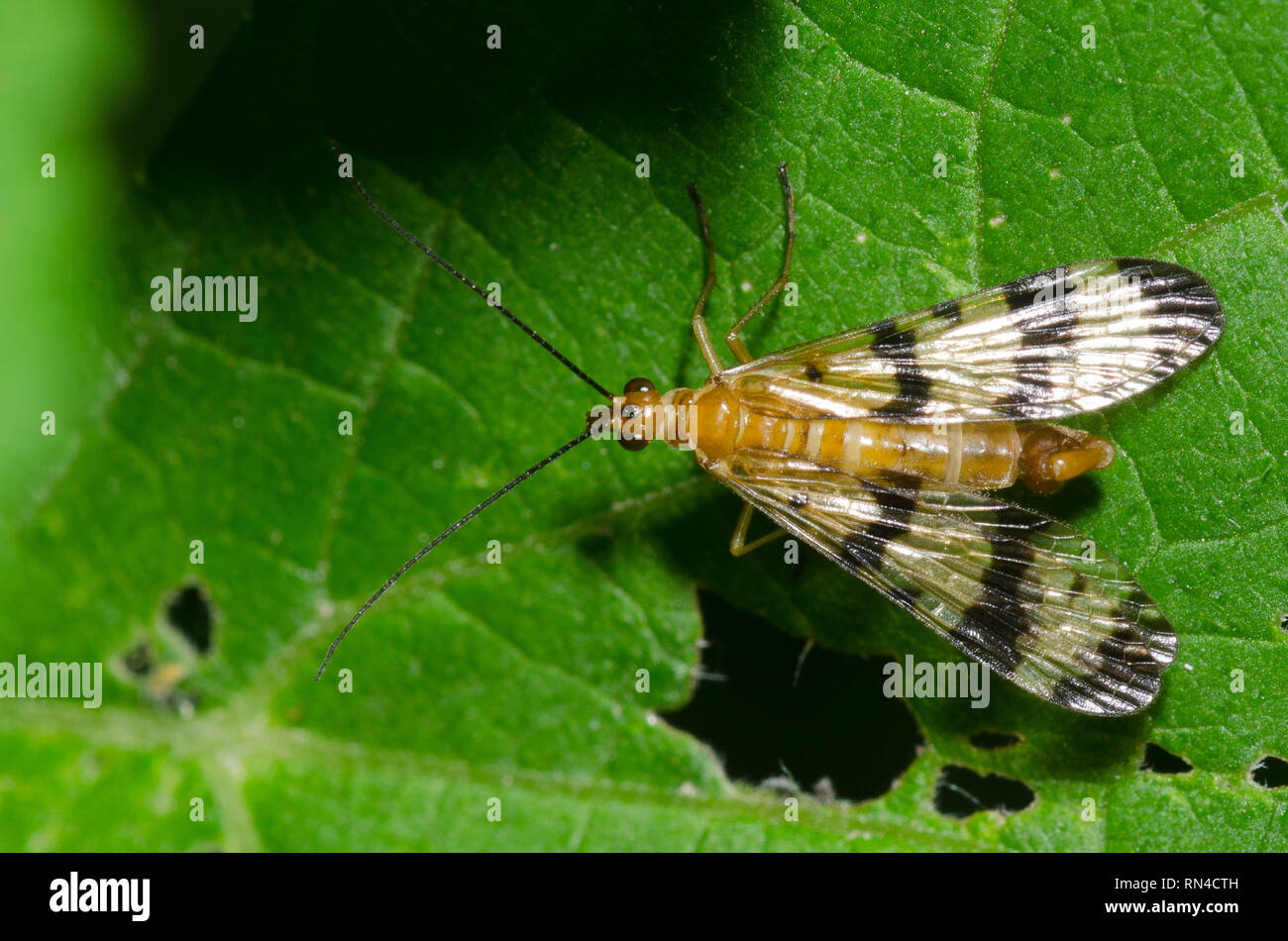 Gemeinsame Scorpionfly, Panorpa sp., männlich Stockfoto