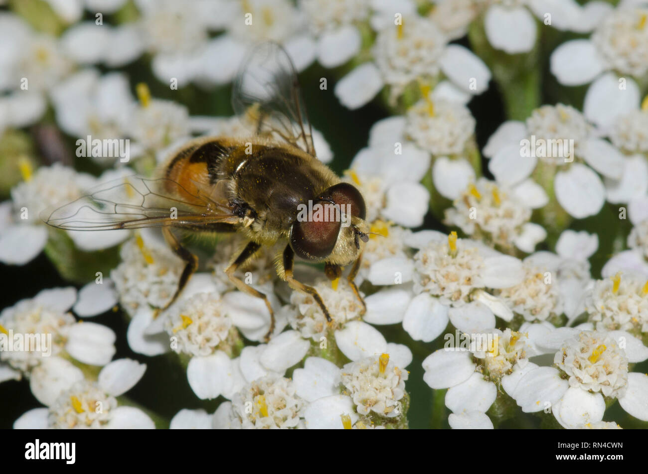 Syrphid Fliegen, Eristalis arbustorum, männlichen auf Schafgarbe Achillea sp. Stockfoto