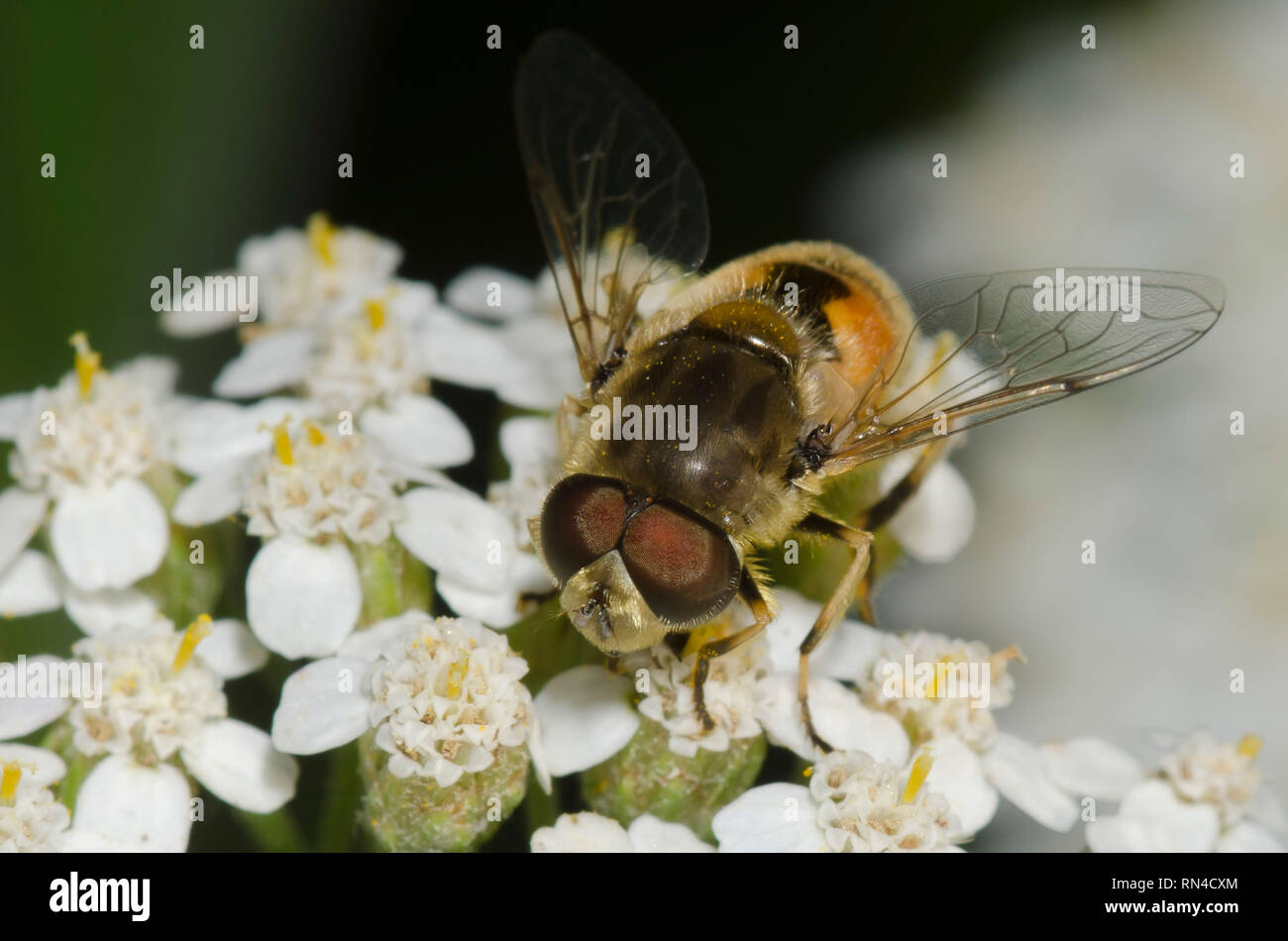Syrphid Fliegen, Eristalis arbustorum, männlichen auf Schafgarbe Achillea sp. Stockfoto