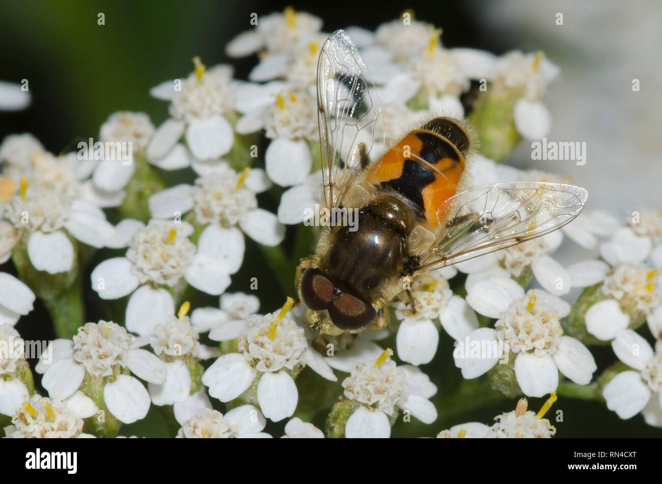 Syrphid Fliegen, Eristalis arbustorum, männlichen auf Schafgarbe Achillea sp. Stockfoto