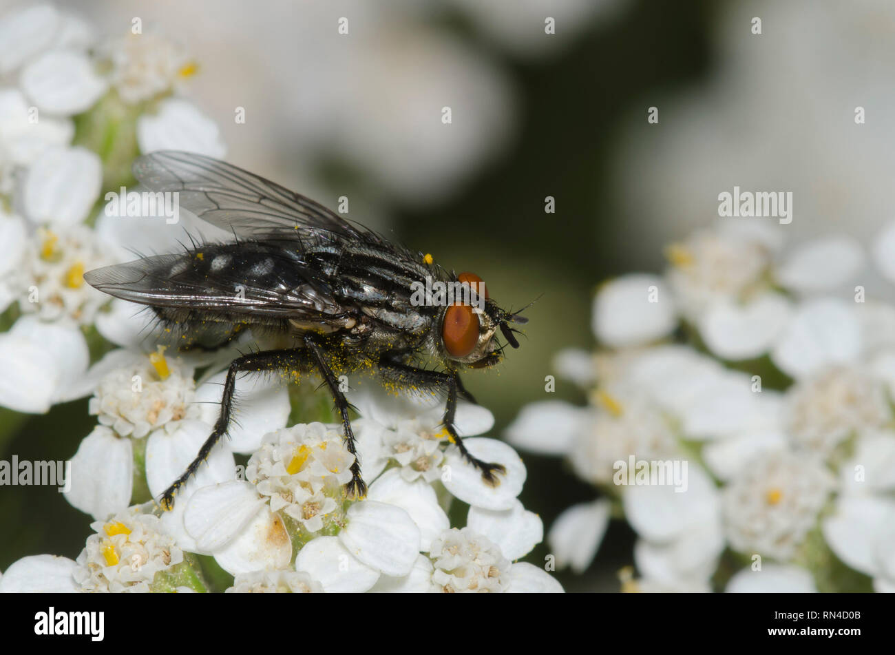 Fleisch fliegen, Familie Sarcophagidae, auf Schafgarbe Achillea sp. Stockfoto