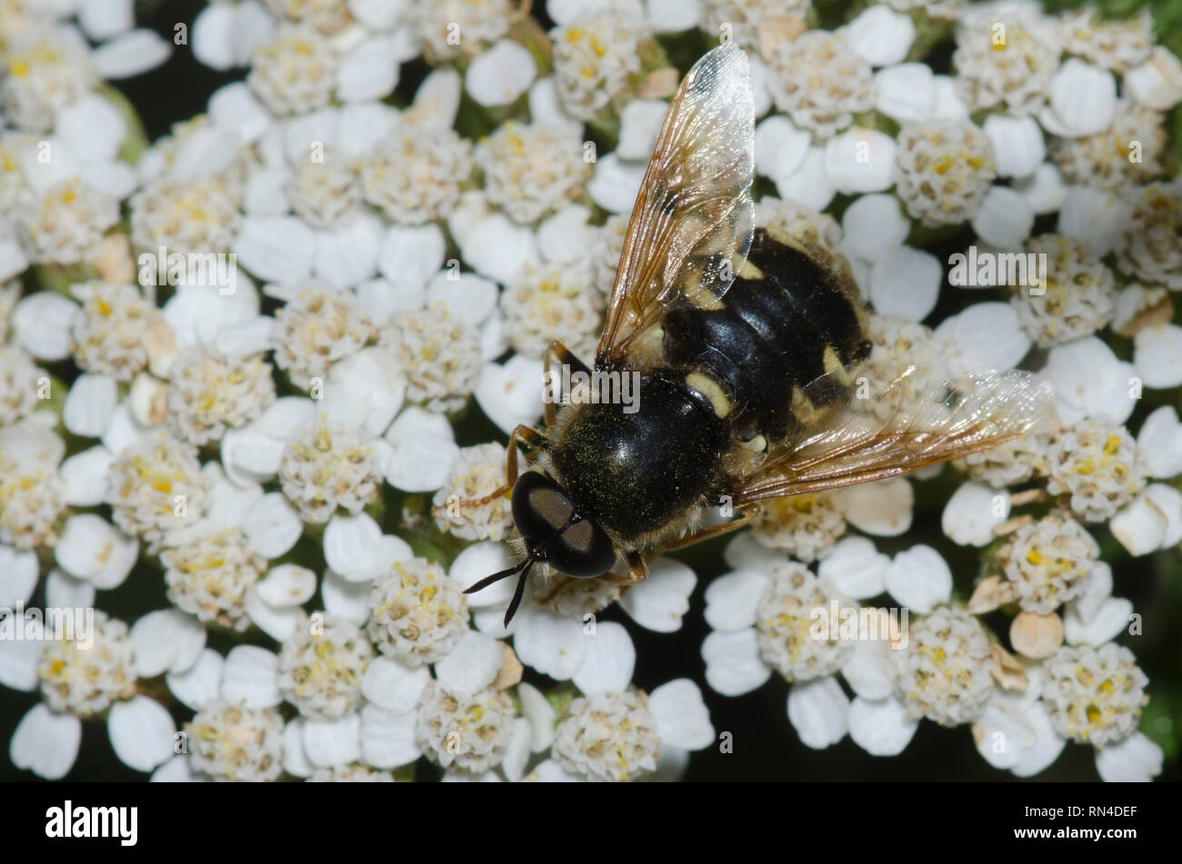 Soldat Fliegen, Psellidotus sp., auf Schafgarbe Achillea sp. Stockfoto