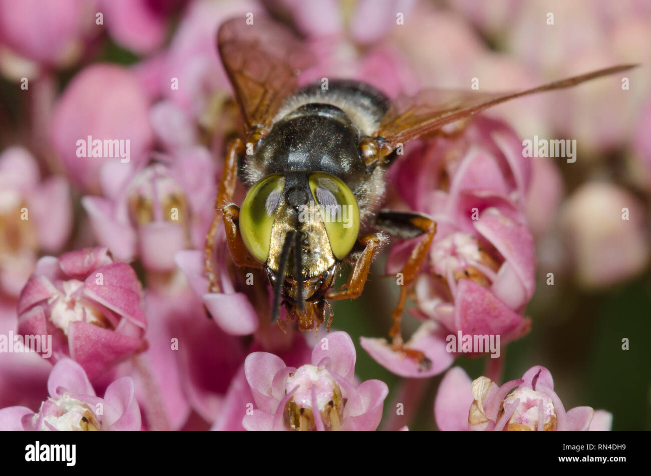 Platz - vorangegangen Wasp, Tachytes sp., auf milkweed Sumpf, Asclepias incarnata Stockfoto