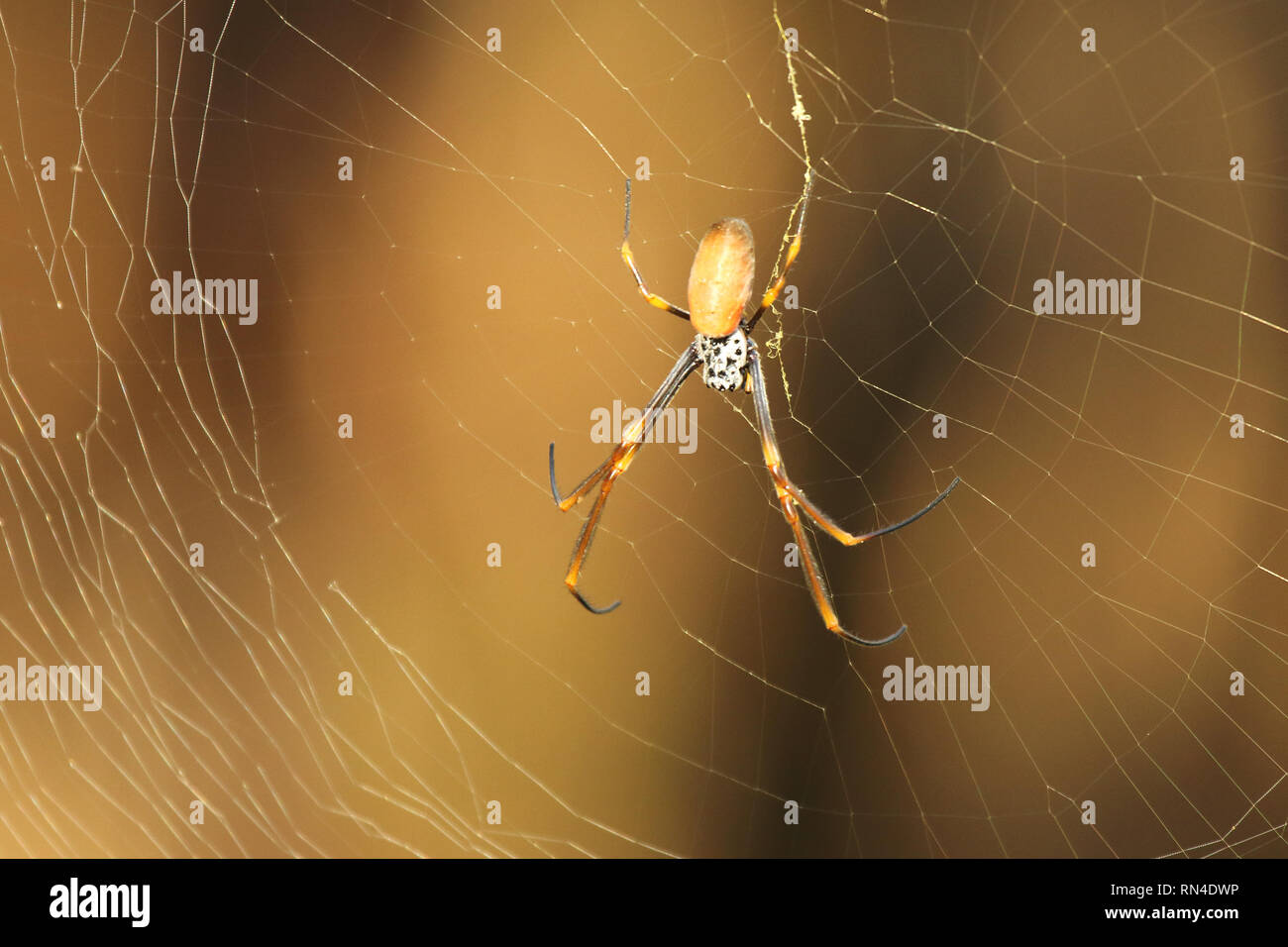 Eine große australische Spinne auf seiner Web Stockfoto
