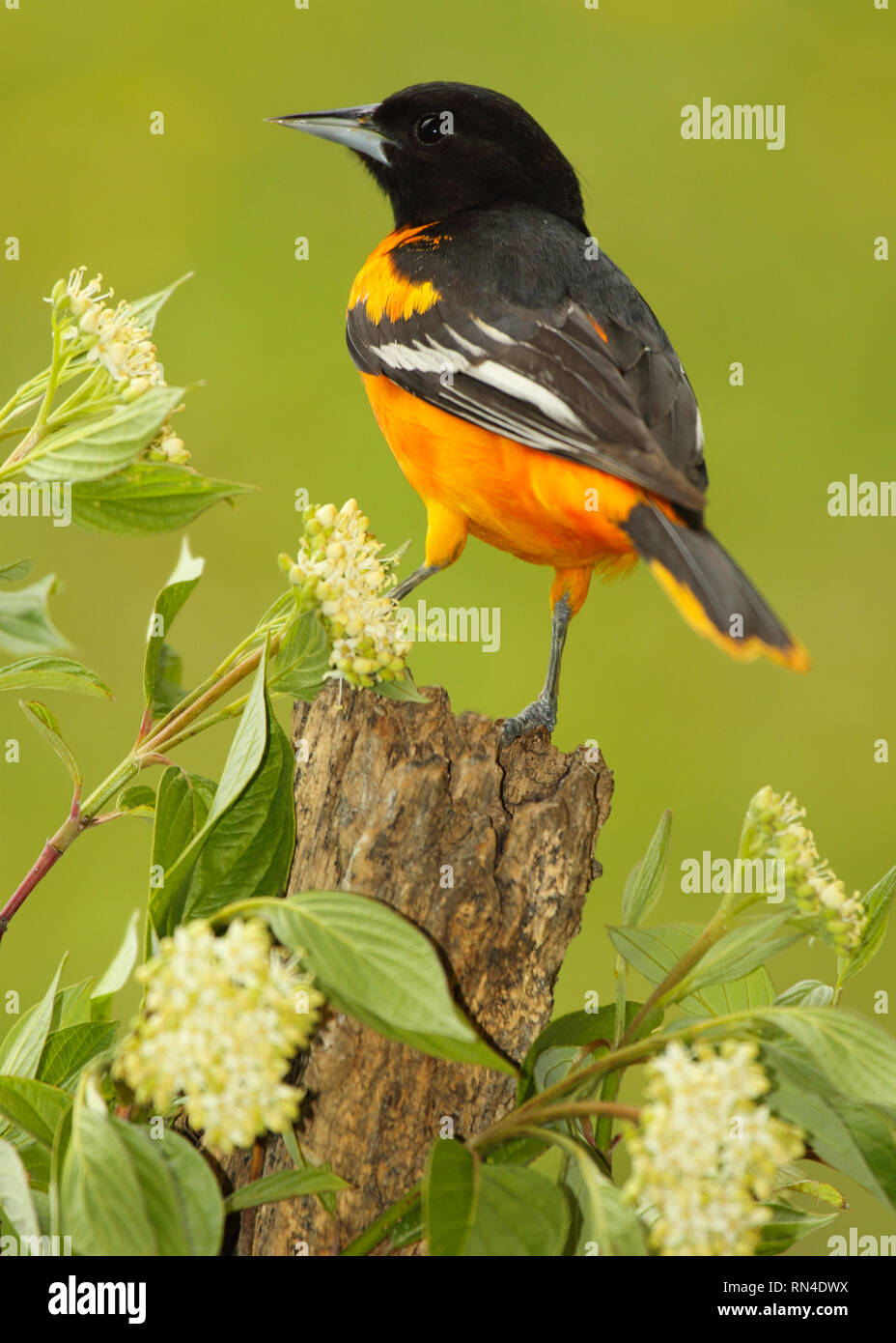 Das Porträt einer männlichen Baltimore Oriole unter den Blumen. Stockfoto