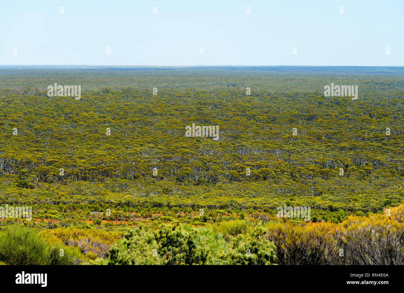 Great Western Woodlands - Australien Stockfoto