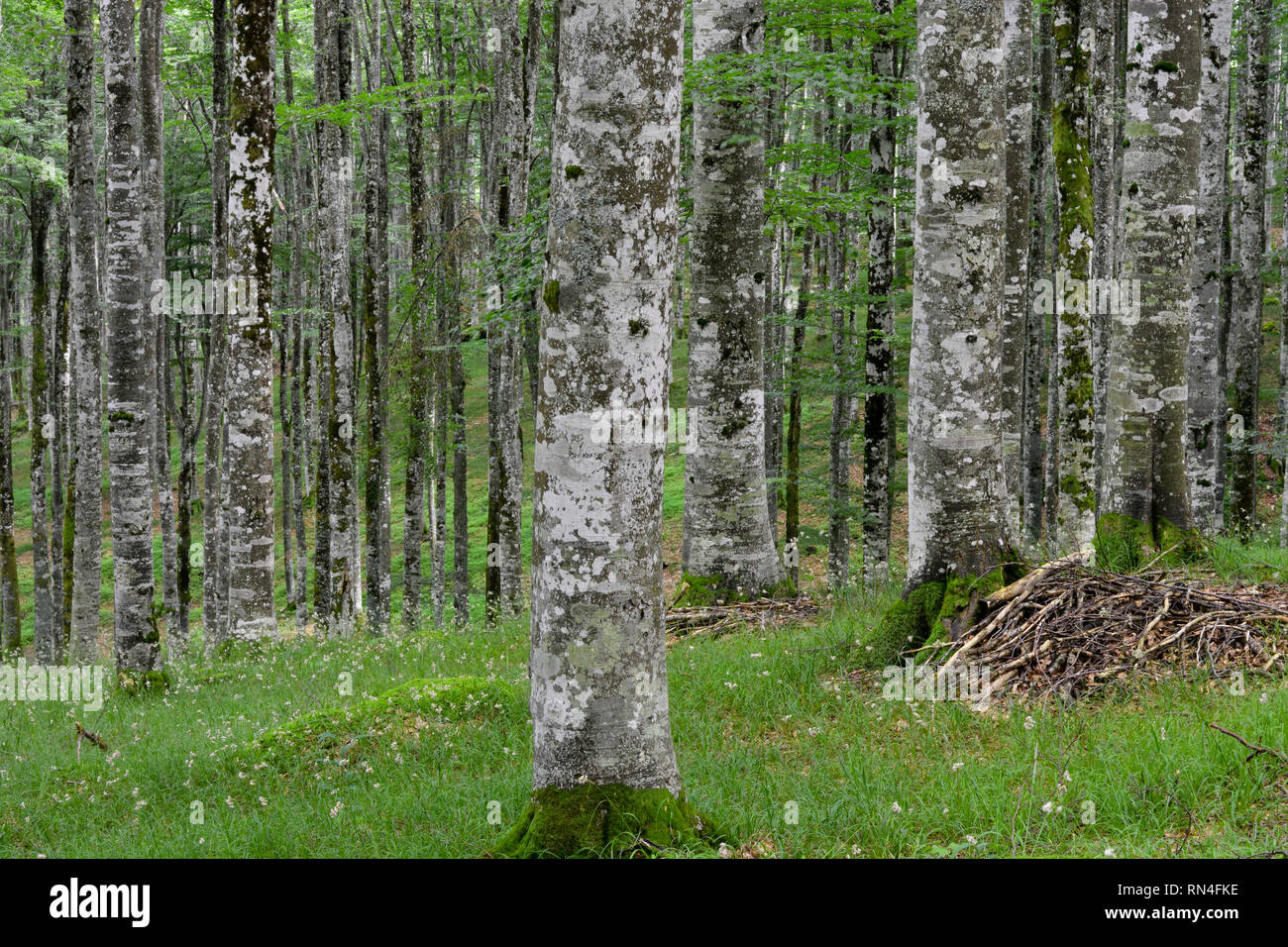 Der Wald im Frühling Stockfoto