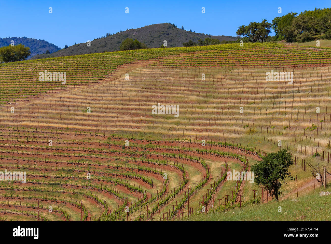 Reihen der Weinreben auf sanften Hügeln auf einem Weingut im Frühjahr in Sonoma County, Kalifornien, USA Stockfoto