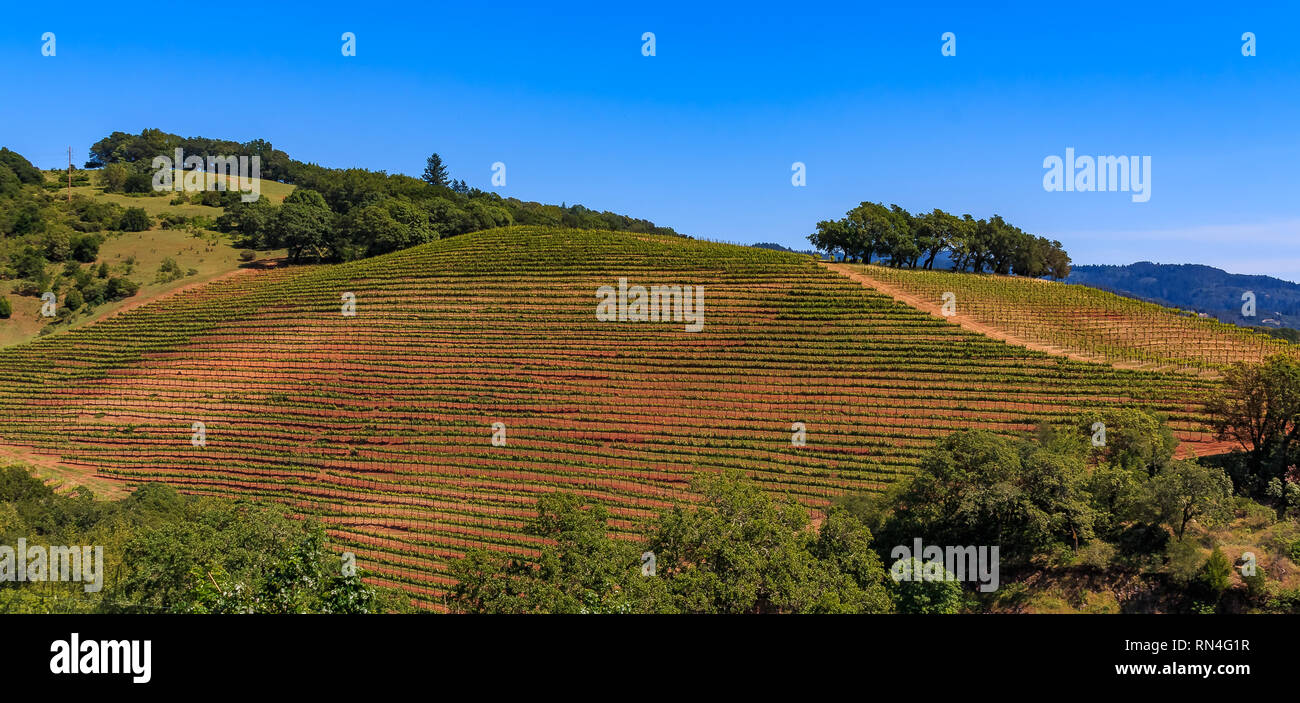 Panoramablick auf die Reihen der Weinreben auf sanften Hügeln auf einem Weingut im Frühjahr in Sonoma County, Kalifornien, USA Stockfoto