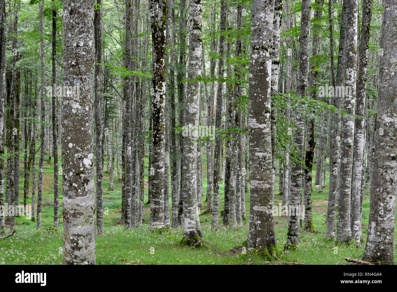 Der Wald im Frühling Stockfoto