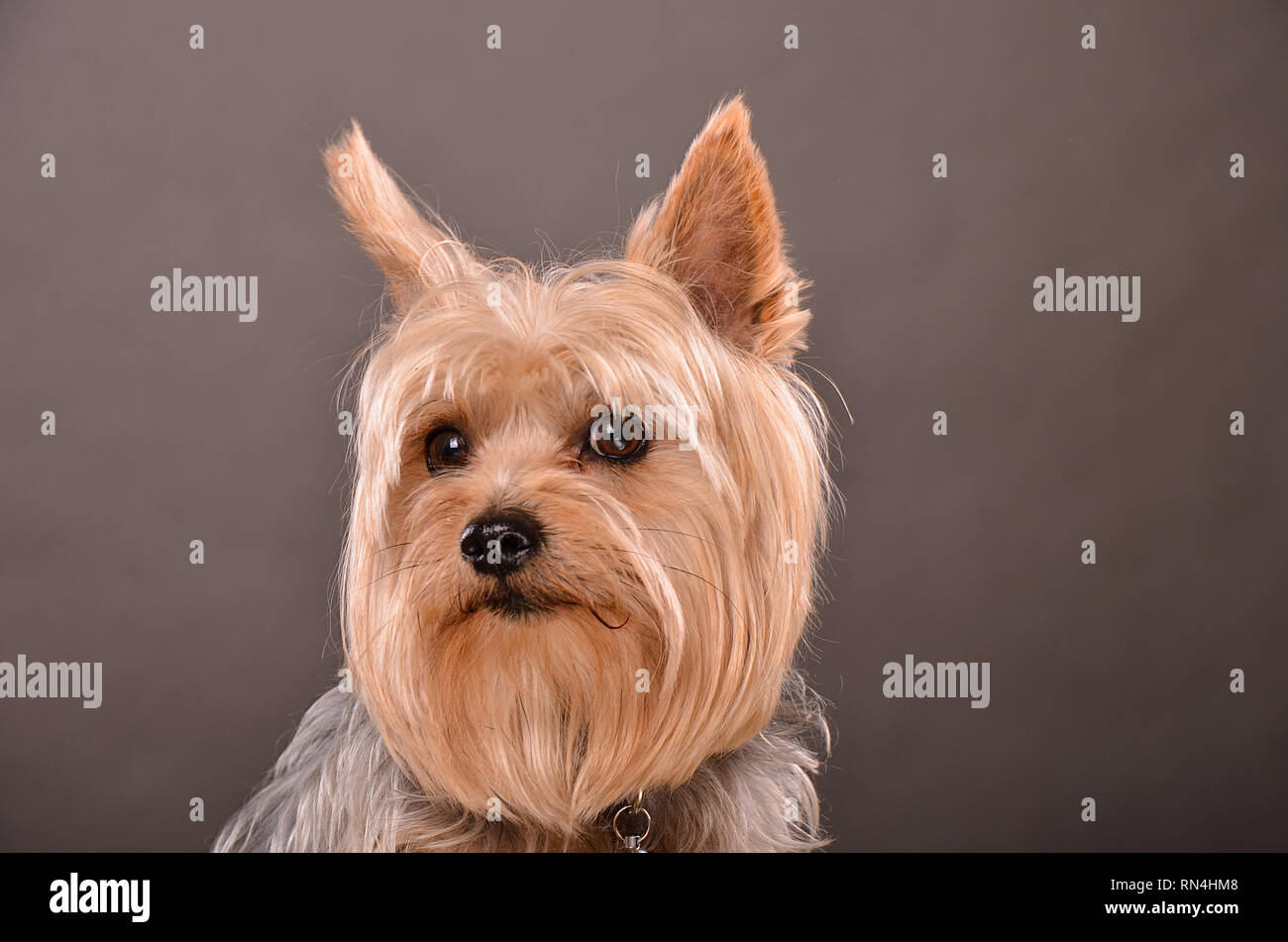 Junge Yorkshire Terrier, Portrait, Studio shot gegen homosexuelle Hintergrund Stockfoto