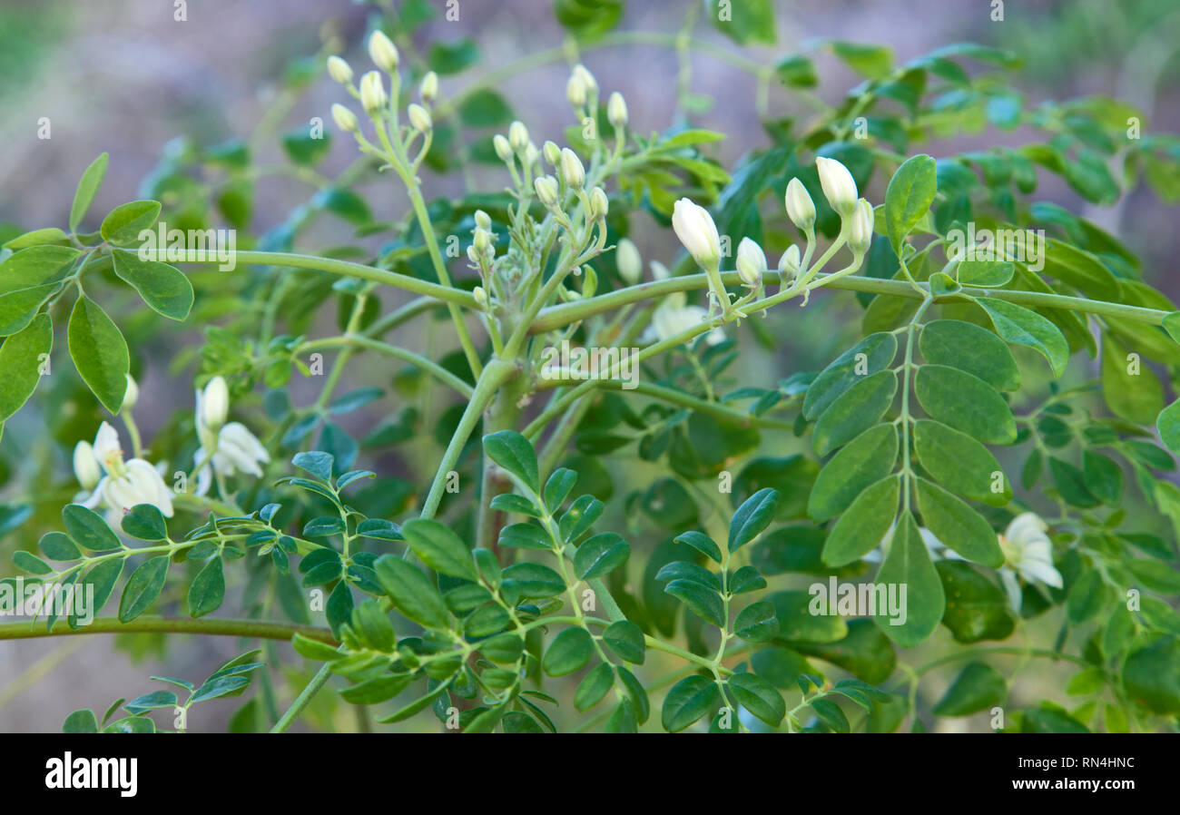 Blumen der Moringa Baum bin oringa oleifera", beheimatet in den tropischen und subtropischen Klima von Indien. Stockfoto