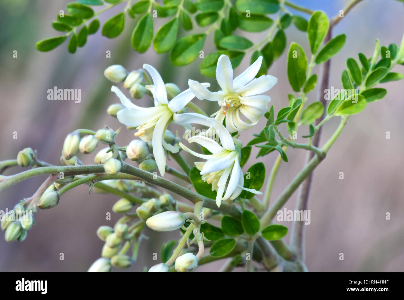 Blumen der Moringa Baum bin oringa oleifera", beheimatet in den tropischen und subtropischen Klima von Indien. Stockfoto