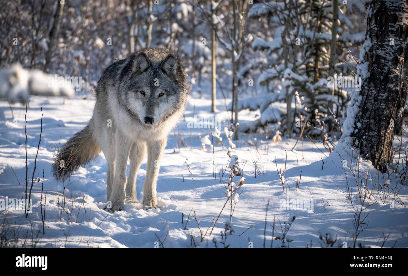 Wolf Hund im verschneiten Wald winter Szene an einem sonnigen Tag. Stockfoto