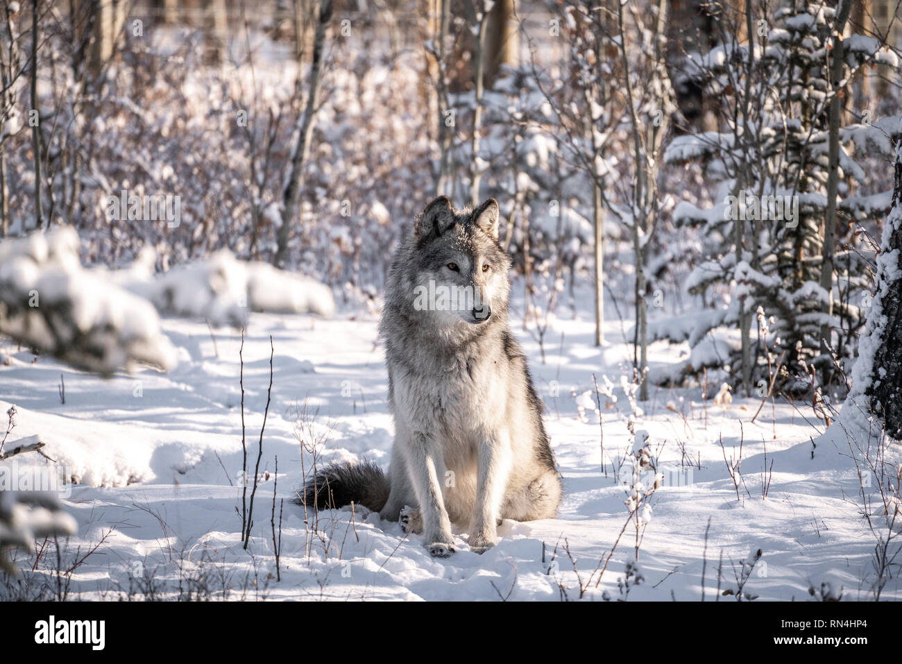 Wolf Hund im verschneiten Wald winter Szene an einem sonnigen Tag. Stockfoto