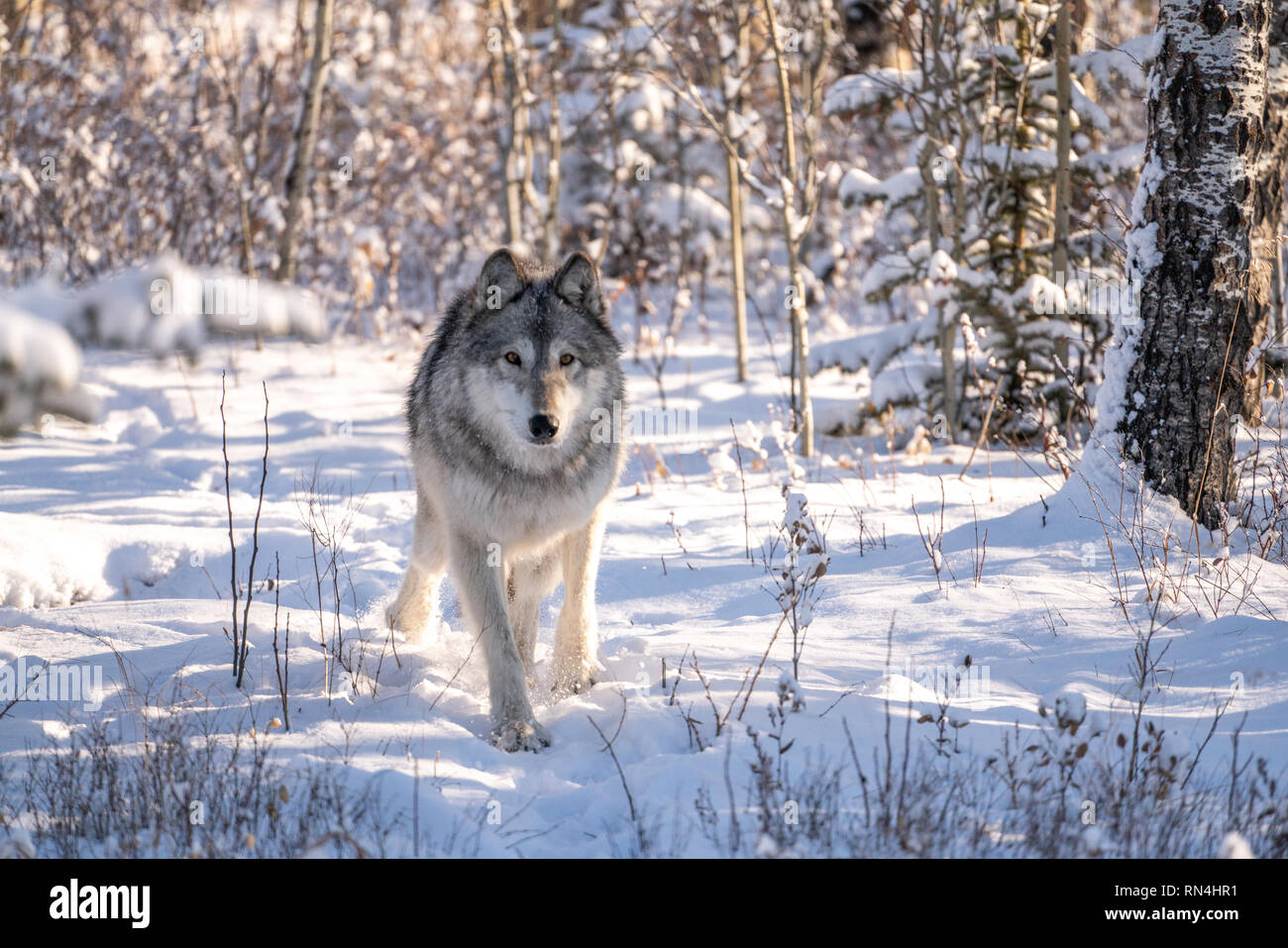 Wolf Hund im verschneiten Wald winter Szene an einem sonnigen Tag. Stockfoto