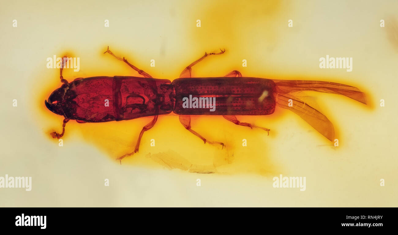 Borkenkäfer, Colydium sp. in Bernstein, Pliozän, Kolumbien 10 MYO Stockfoto