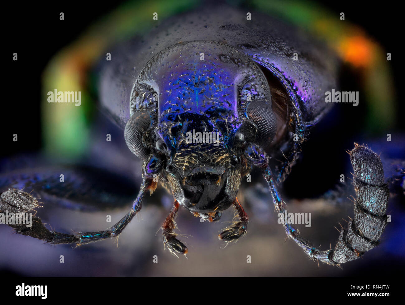 Dogbane Beetle CU-Chrysochus auratus Java Stockfoto