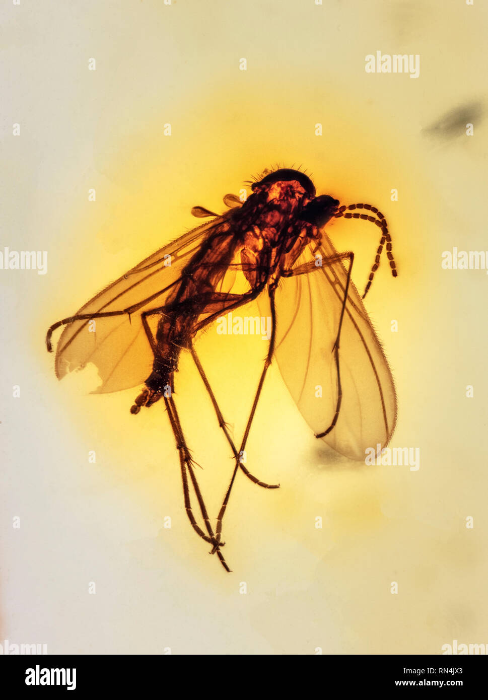 Trauermücke in Bernstein, Kolumbianer, Pliozän, 10 MYO Stockfoto