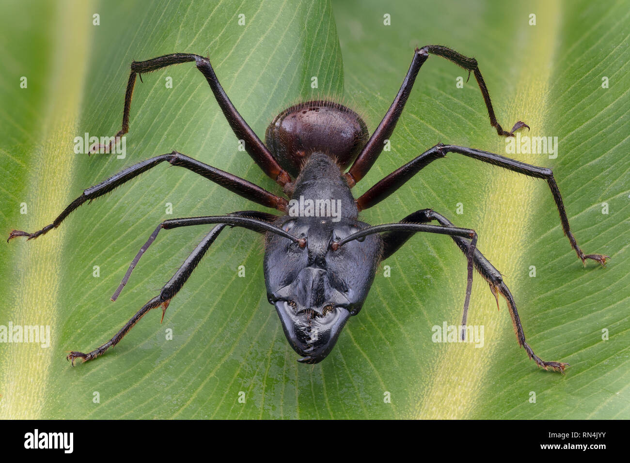 Giant Forest Ant, Camponotus gigas, Borneo größte Art von Ant auf der Erde (ca. 1 in.) Stockfoto