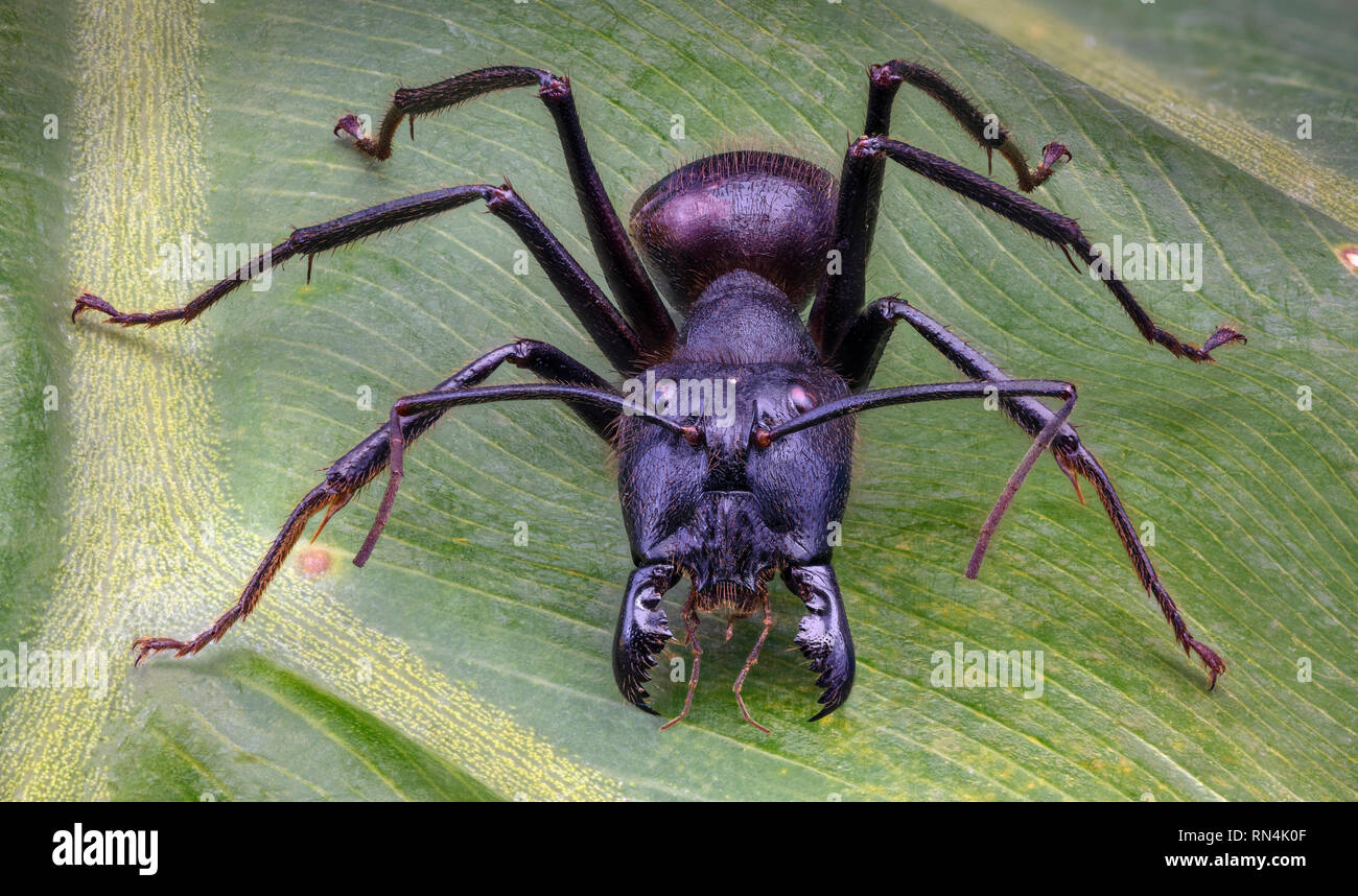 Giant Forest Ant, Camponotus gigas, Borneo größte Art von Ant auf der Erde … (ca. 1 m lang) Stockfoto