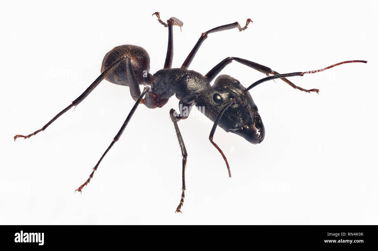Giant Forest Ant, Camponotus gigas, Borneo größte Art von Ant auf der Erde … (ca. 1 m lang) Stockfoto