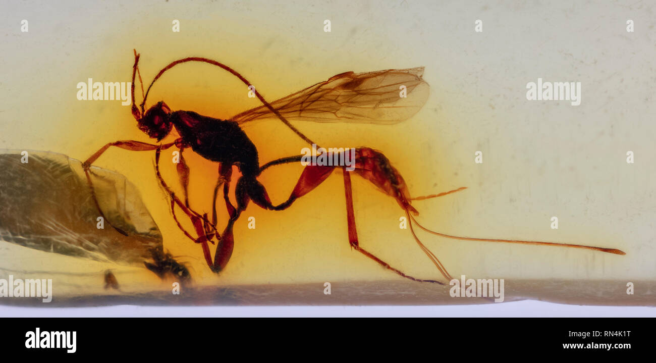 Ichneumon Wasp in Bernstein, Kolumbien, Pliozän 10 MYO Stockfoto