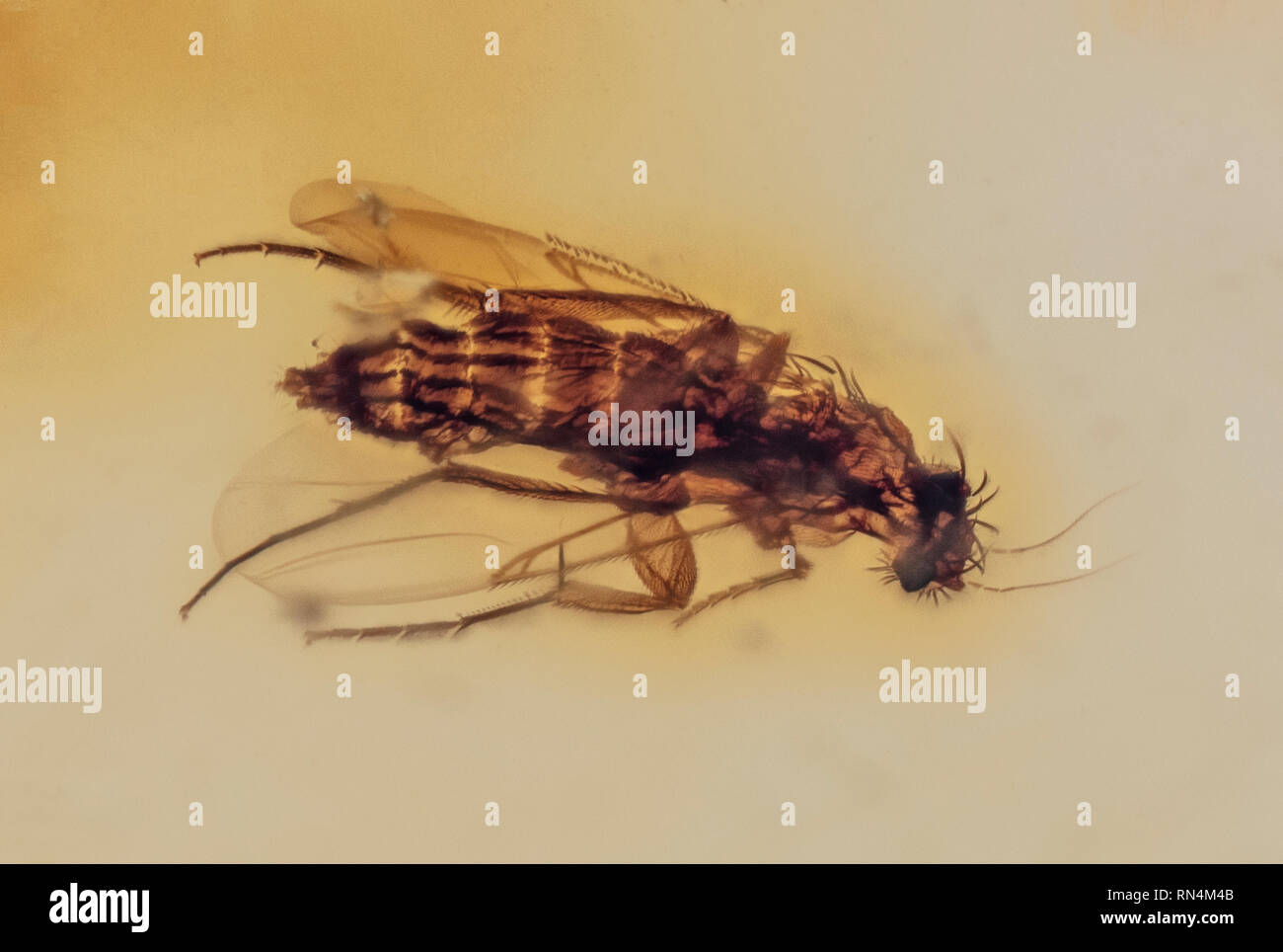Vorderes Stehblech Fliege im Bernstein, Kolumbianer, Pliozän, 10 MYO Stockfoto