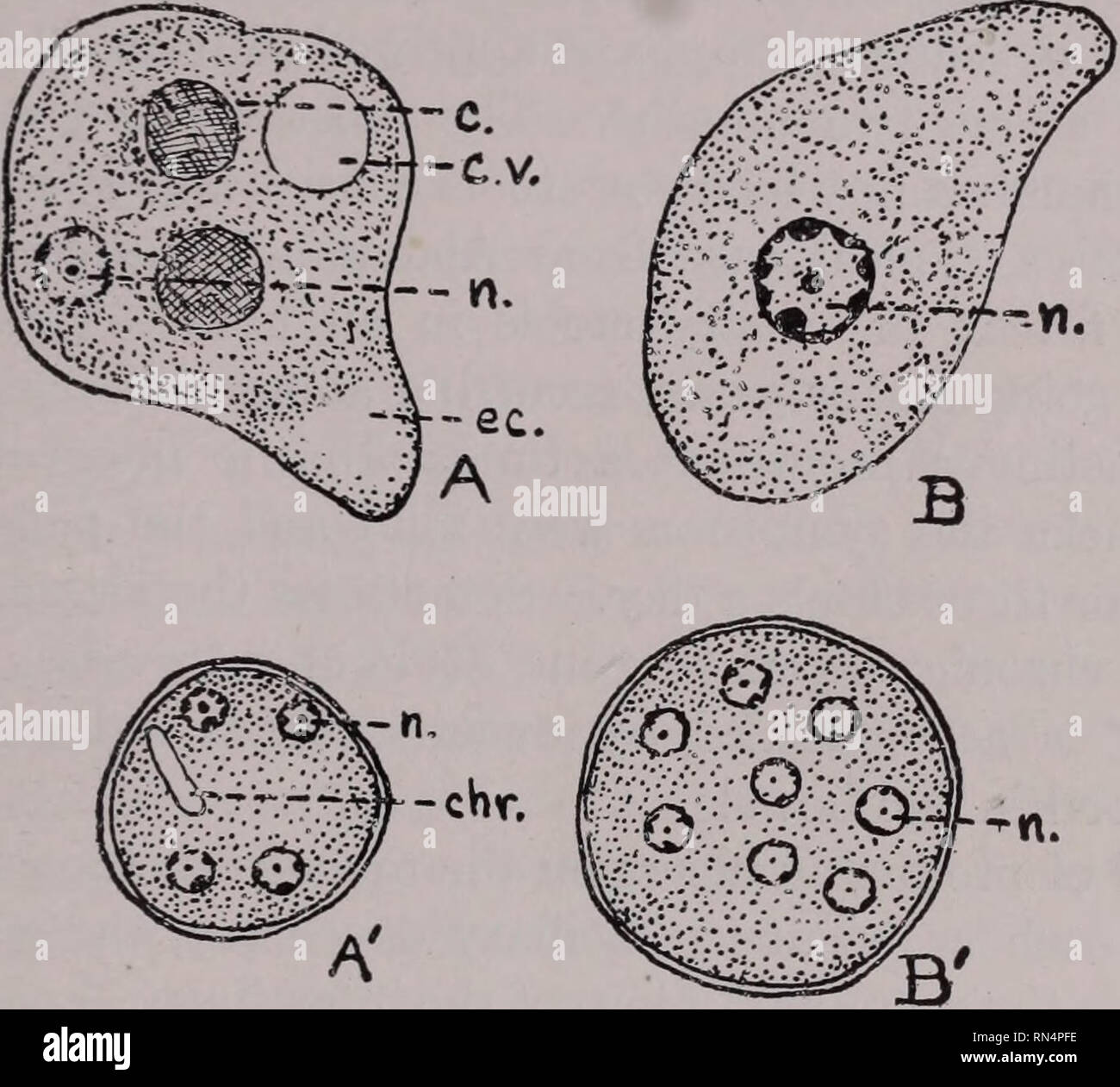 . Tierische Schädlinge und Krankheiten. Insekt Vektoren; Parasiten; parasitäre Krankheiten; Medizinische Parasitologie ; Insekten als Überträger von Krankheiten. Modus der Infektion 133, aber Sie sind schließlich heraus mit den Faeces ausgeschieden. Im Gegensatz zu amebae in der vegetativen Phase, die Encysted amebae sind unempfindlich gegen Austrocknung und kann für mindestens einen Monat in getrockneter oder teilweise getrockneten Fäkalien leben, wenn nicht dem direkten Sonnenlicht ausgesetzt. Sie sind nicht, wie. Abb. 38. Vergleich von Endamozha histolytica und E.coli. x 1500. A, E. histolytica, vegetatives Stadium; Hinweis kleine undeutlich Kern (n.), klar Ektoplasma (EG), eingenommen rot Korpus Stockfoto