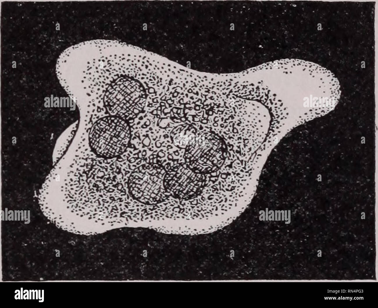 . Tierische Schädlinge und Krankheiten. Insekt Vektoren; Parasiten; parasitäre Krankheiten; Medizinische Parasitologie ; Insekten als Überträger von Krankheiten. 132 AMEB. E auf eine lange Reihe von experimentellen Fütterungen mit amebse verschiedener Arten und weitgehend als Ergebnis ihrer Arbeit die wahren Tatsachen des Falles entwirrt wurden. Sie erwiesen sich als die Unschädlichkeit des Endamoeba coli und zeigte auch, dass E. histolytica und E.tetragena, lange Zeit als unterschiedliche Arten, sind wirklich zwei Phasen der eine Art. Die dysenterie Amöben. - Die Ruhr ameba, E. histolytica (Abb. 37), ist groß und aktiv, 25 bis 40/x (T Stockfoto