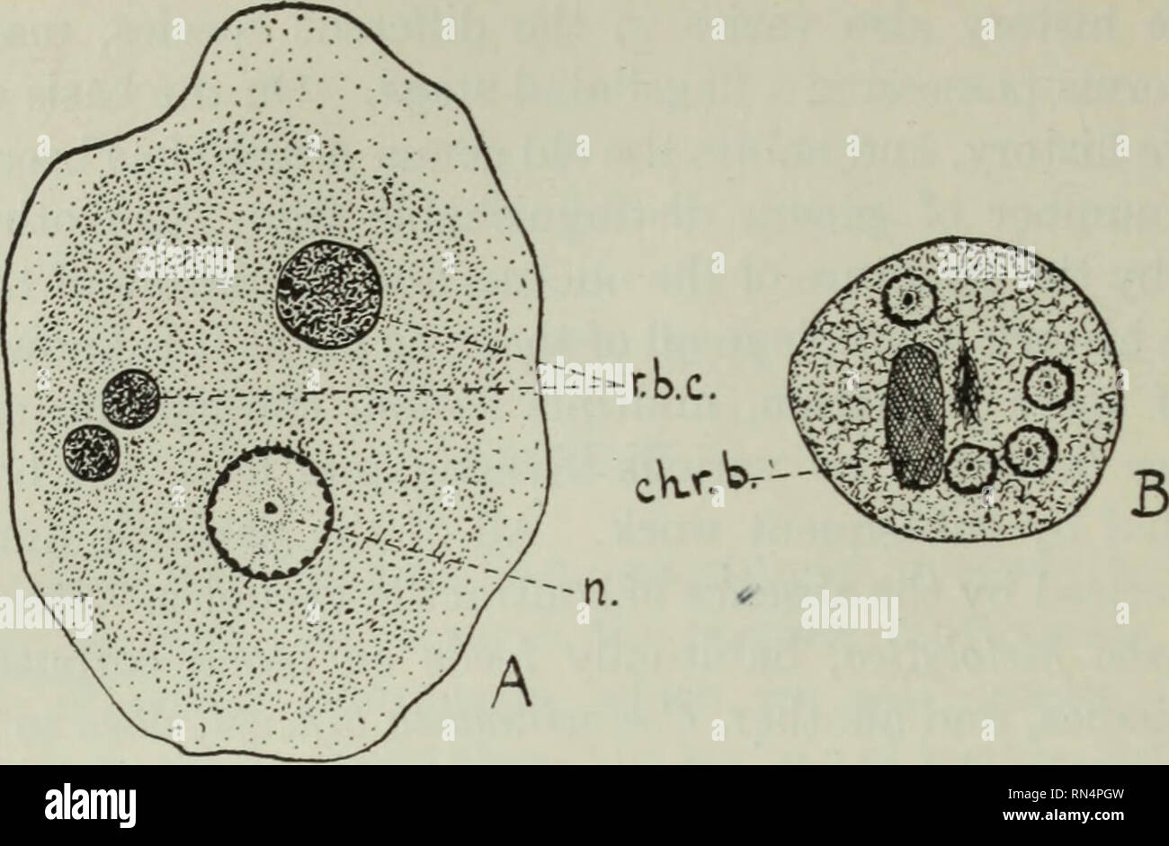 . Tierische Schädlinge und Krankheiten. Parasiten; Medizinische Parasitologie ; Insekten als Überträger von Krankheiten. 130 AMEB.E. Abb. 36. Endamoeba histolytica. X1650. Ein, gebeizt vegetativen Ameba; B, Zyste mit vier Kernen; n., Nucleus, periphere chromatin Granulat und zentralen karyosome; r b c, eingenommen roten Blutkörperchen; Chr b, chromatoid Körper. (Nach Dobell.). Bitte beachten Sie, dass diese Bilder sind von der gescannten Seite Bilder, die digital für die Lesbarkeit verbessert haben mögen - Färbung und Aussehen dieser Abbildungen können nicht perfekt dem Original ähneln. extrahiert. Krämer, als Stockfoto