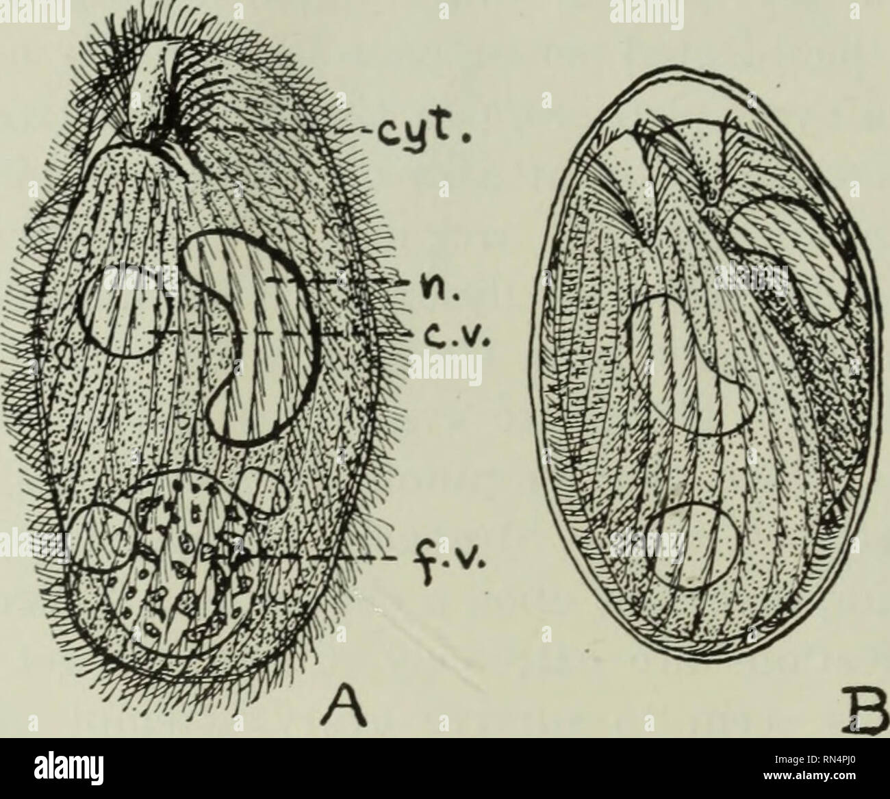 . Tierische Schädlinge und Krankheiten. Parasiten; Medizinische Parasitologie ; Insekten als Überträger von Krankheiten. 126 INTESTINALE FLAGELLATEN, CILIATEN Wimpertierchen Balantidium coli. - Obwohl mehrere Arten von Ciliaten haben als menschliche Parasiten aufgezeichnet wurde, gibt es nur eine Art, Balantidium coli (Abb. 34A), in der Regel parasitäre in Schweine, die häufig genug ist von Bedeutung zu sein. Dieses große ciliate steht neben Endamoeba histolytica unter den Protozoen als ein. Abb. 34. Balantidium coli; EIN, kostenfreie Ciliate aus Darm; n., Nucleus; C.V., kontraktile Vakuolen; w.V., Essen Vakuole; cyt., cytostome. Stockfoto