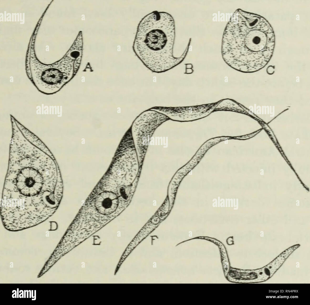 . Tierische Schädlinge und Krankheiten. Parasiten; Medizinische ...