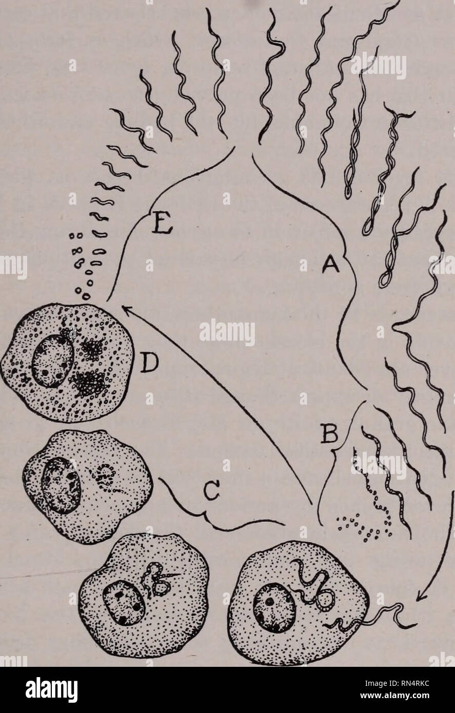 . Tierische Schädlinge und Krankheiten. Insekt Vektoren; Parasiten; parasitäre Krankheiten; Medizinische Parasitologie ; Insekten als Überträger von Krankheiten. Schubförmig-FIEBER - GETRIEBE 45 In Europa verschiedene Schädlinge sind vermutlich in der Übertragung von schubförmig Fieber verwickelt. In Persien und in benachbarten Ländern die miana Tick, Argas persicus (siehe S. 364, Abb. 159), ist wahrscheinlich der Chief Täter, während in Russland und Serbien. Abb. 7. Lebenszyklus von Spirochceta gallinarum, gilt auch für Sp.duttoni der schubförmig verlaufenden Fieber. Eine, die Vermehrung durch quer Division in Wirbeltieren Blut; B, formati Stockfoto