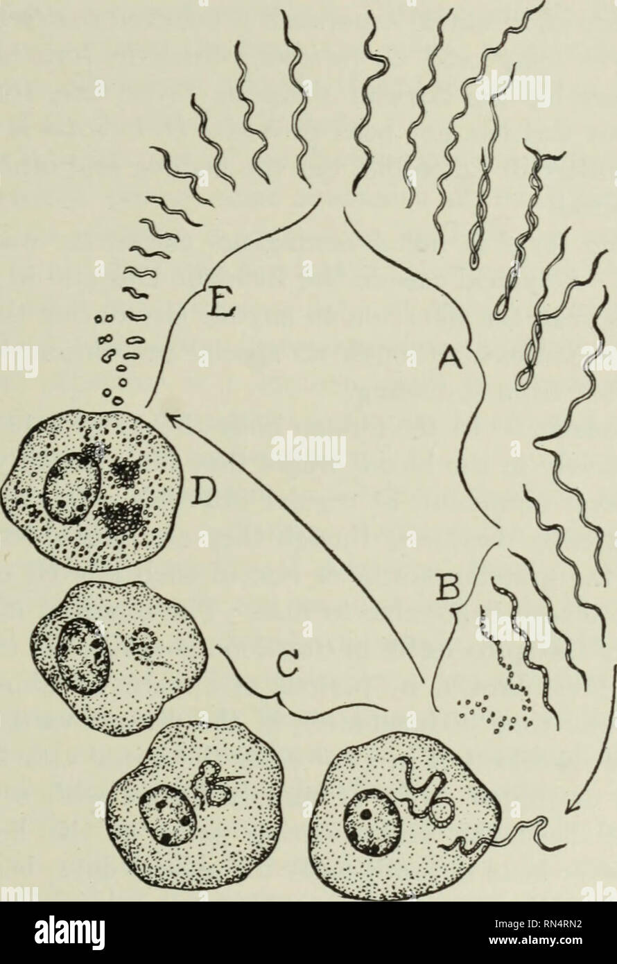 . Tierische Schädlinge und Krankheiten. Parasiten; Medizinische Parasitologie ; Insekten als Überträger von Krankheiten. Schubförmig-FIEBER - GETRIEBE 45 In Europa verschiedene Schädlinge sind vermutlich in der Übertragung von schubförmig Fieber verwickelt. In Persien und in benachbarten Ländern die miana Tick, Argas persicus (siehe S. 364, Abb. 159), ist wahrscheinlich der Chief Täter, während in Russland und Serbien. Abb. 7. Lebenszyklus von Spirochceta gallinarum, gilt auch für Sp.duttoni der schubförmig verlaufenden Fieber. Eine, die Vermehrung durch quer Division in Wirbeltieren Blut; B, Bildung von coccoid Stellen in Wirbeltieren b Stockfoto