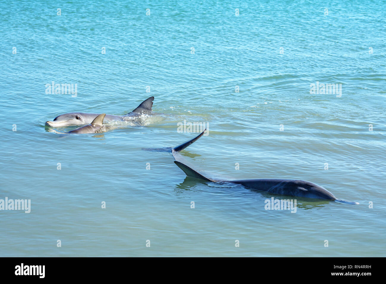 Delphine im Meer an Monkey Mia, sharkes Bay, Western Australia Stockfoto