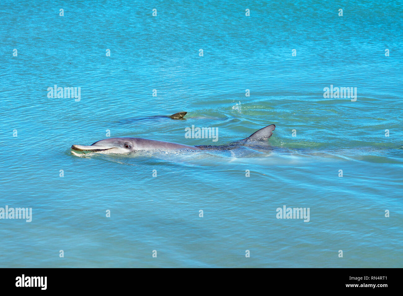Delphine im Meer an Monkey Mia, sharkes Bay, Western Australia Stockfoto